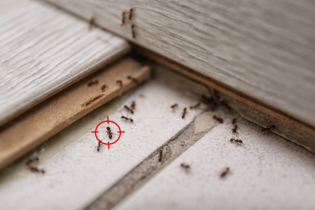 Best Rat Extermination Near Me  in Huntsville, AL