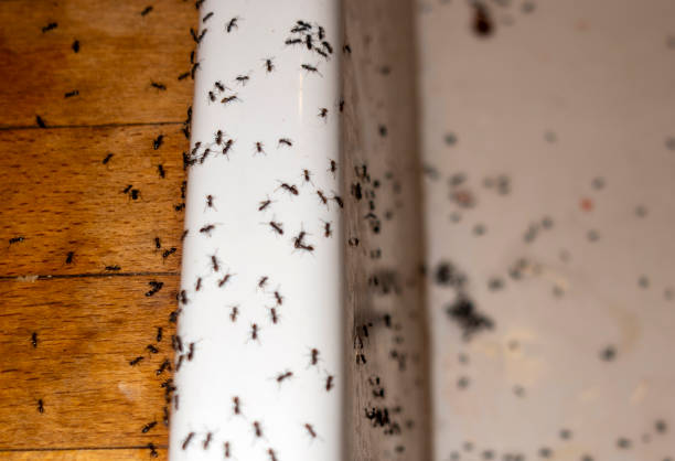 Best Spider Control Near Me  in Huntsville, AL